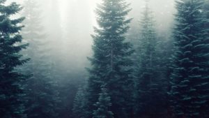 Mehr über den Artikel erfahren Lacinia nunc curabitur tortor pellentesque